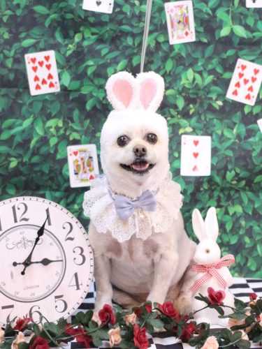 20250419ポンタくん